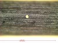 ⑥；シャープペン芯に５０μ穴加工