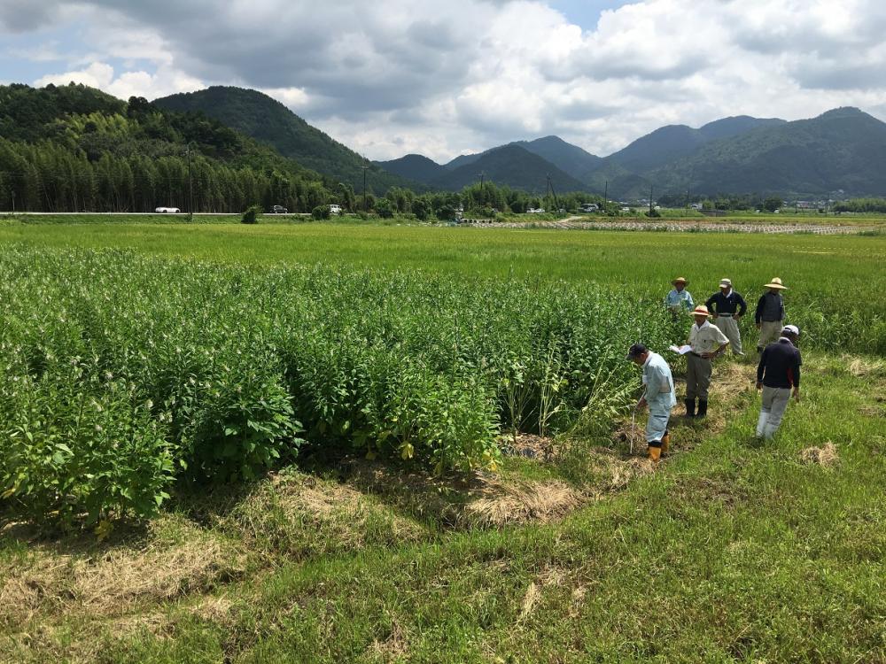 丹波ごま契約農家へ視察